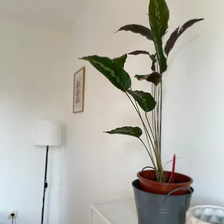 Apartment Sunny Podgorica